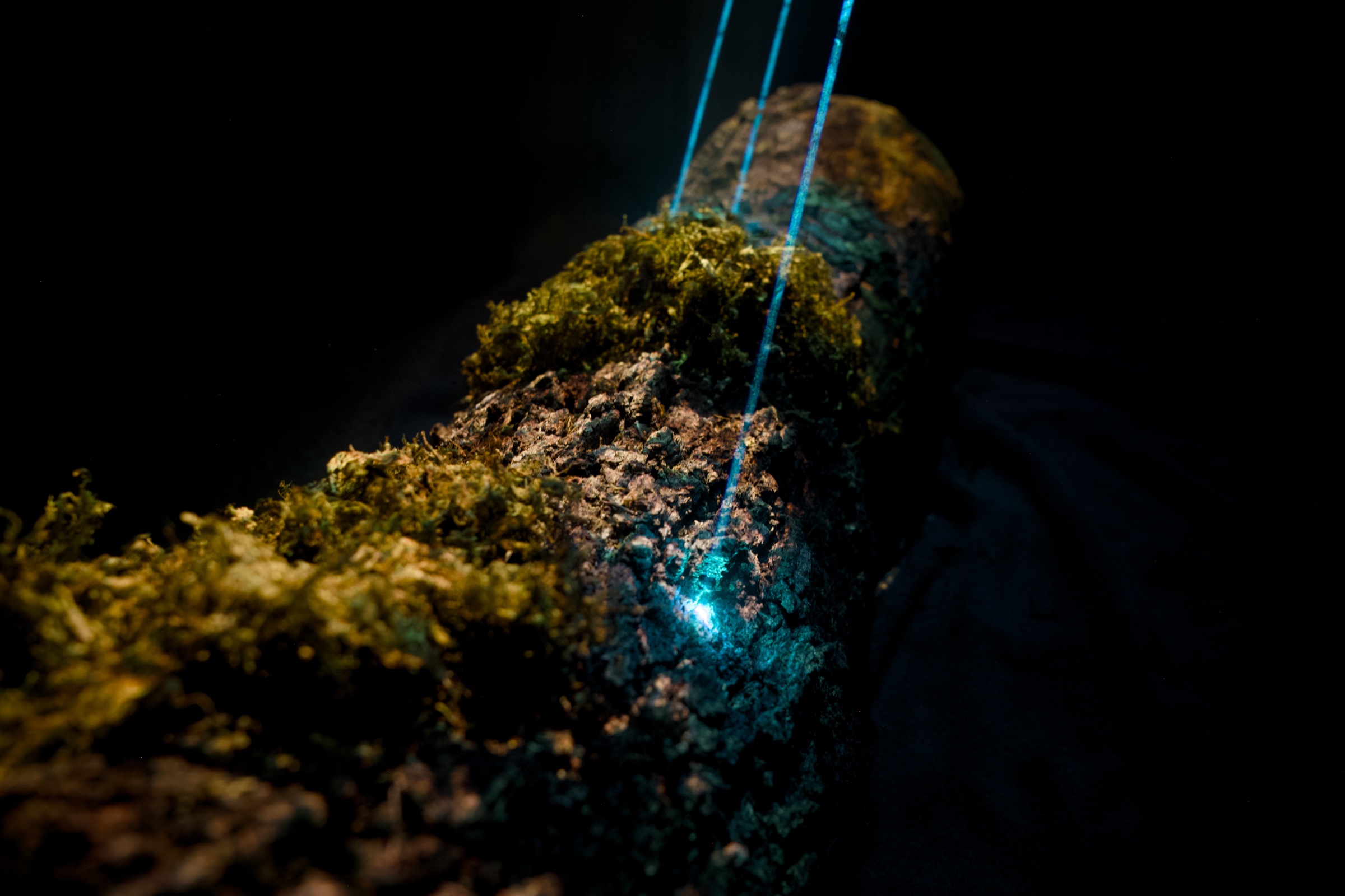 Moss-covered log with blue laser beams for a projection and laser mapping installation